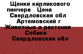 Щенки карликового пинчера › Цена ­ 3 000 - Свердловская обл., Артемовский г. Животные и растения » Собаки   . Свердловская обл.